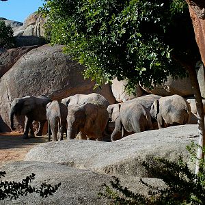 Bioparc Valencia: circa 2013