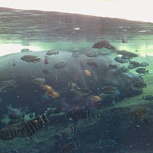 Bioparc Valencia: circa 2013