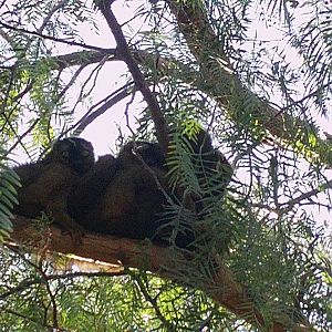 Bioparc Valencia: circa 2013
