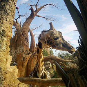 Bioparc Valencia: circa 2013