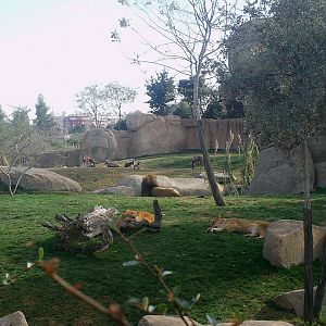 Bioparc Valencia: circa 2013