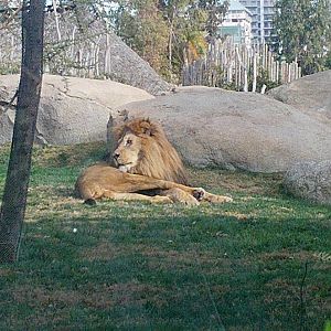 Bioparc Valencia: circa 2013