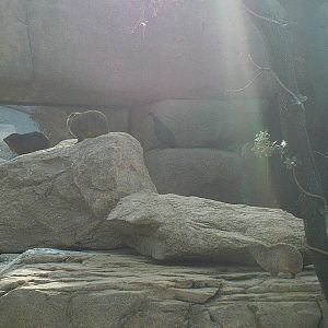 Bioparc Valencia: circa 2013