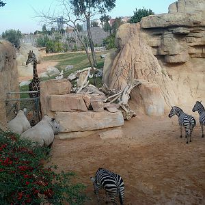 Bioparc Valencia: circa 2013