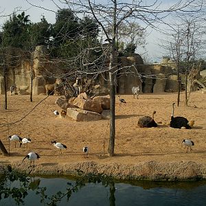 Bioparc Valencia: circa 2013