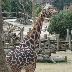 Auckland Zoo: circa 2011