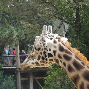Auckland Zoo: circa 2011