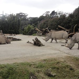 Auckland Zoo: circa 2011