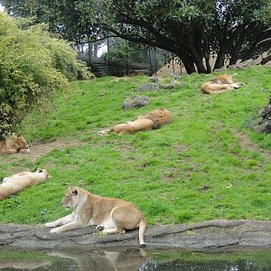 Auckland Zoo: circa 2011