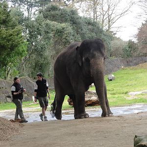 Auckland Zoo: circa 2011