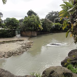 Auckland Zoo: circa 2011