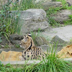 Auckland Zoo: circa 2011