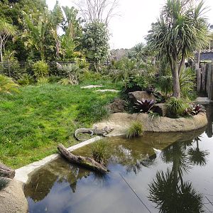 Auckland Zoo: circa 2011