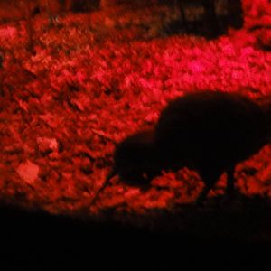 Auckland Zoo: circa 2011