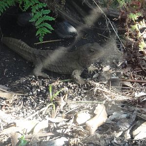 Auckland Zoo: circa 2011