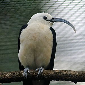 Sickle-billed vanga