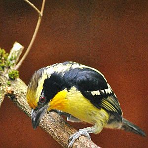 Gilded barbet