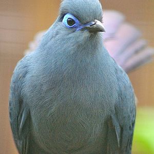 Blue coua