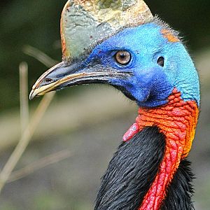 Single-wattled cassowary