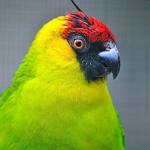 Horned parakeet