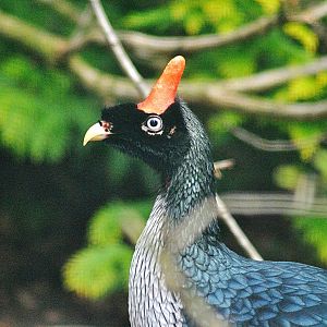 Horned guan