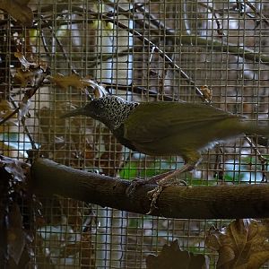 Plzen behind the Scenes: Oriole warbler