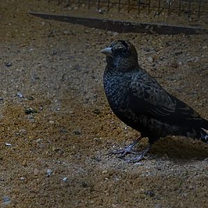 Plzen behind the Scenes: Black lark