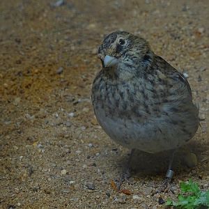 Plzen behind the Scenes: Black lark