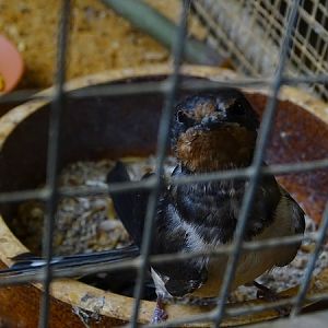Plzen behind the Scenes: Barn swallow