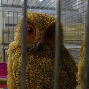 Plzen behind the Scenes: Philippine scops owl chick