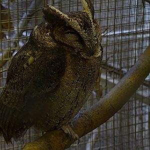 Plzen behind the Scenes: Philippine scops owl