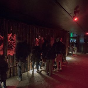 Aye-aye (exhibit) : Chester : 23 Apr 2016