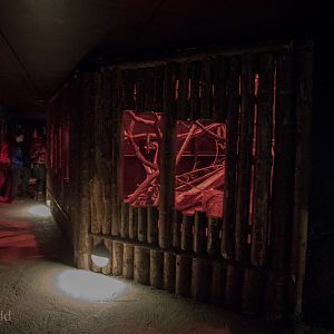 Aye-aye (exhibit) : Chester : 23 Apr 2016