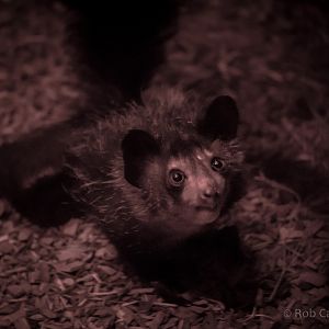 Aye-aye : Chester : 23 Apr 2016