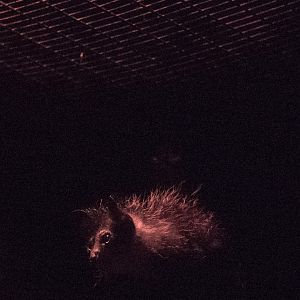 Aye-aye : Chester : 23 Apr 2016