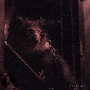 Aye-aye : Chester : 23 Apr 2016