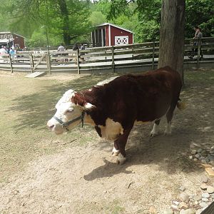 Kids Farm - Hereford