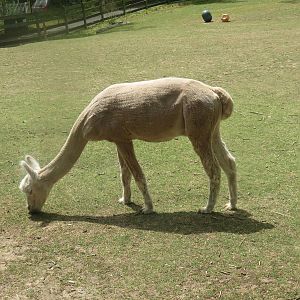 Kids Farm - Alpaca
