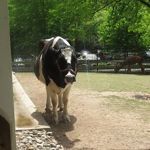 Kids Farm - Holstein - Alpaca