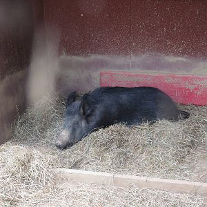 Kids Farm - Ossabaw Island Hog