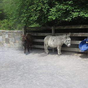 Kids Farm - Miniature Donkey