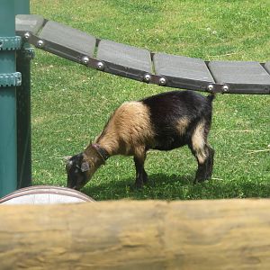 Kids Farm - San CLemente Island Goat