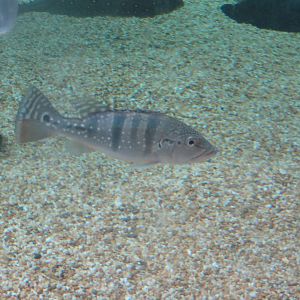 Amazonia - ID Help Needed