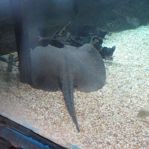 Amazonia - Freshwater Stingray