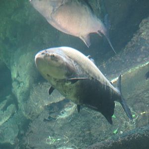 Amazonia - Black Pacu