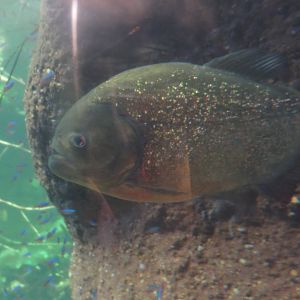 Amazonia - Red Bellied Piranha