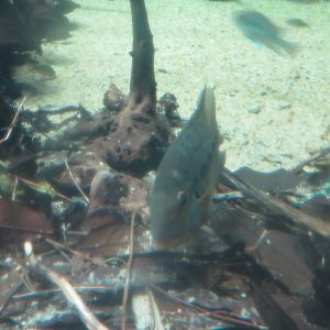 Amazonia - ID Help Needed