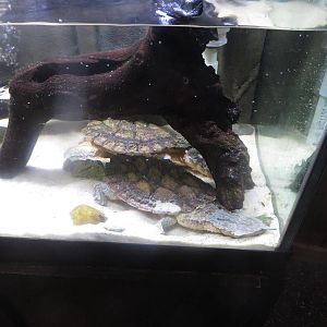 Amazonia - Mata Mata