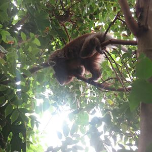 Amazonia - White-Eared TiTi