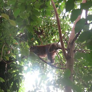 Amazonia - White-Eared TiTi